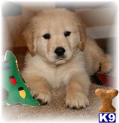 Puppies in MI